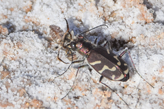 Cicindela tranquebarica kirbyi