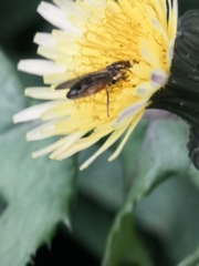 Platycheirus albimanus