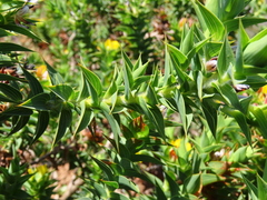 Aspalathus cordata