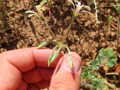 Pelargonium alchemilloides