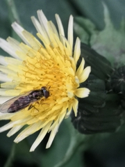 Platycheirus albimanus