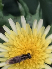 Platycheirus albimanus