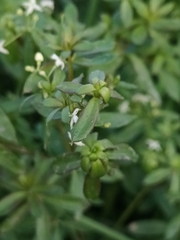 Galium album