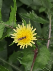 Platycheirus albimanus