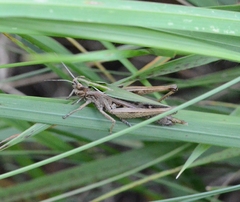 Omocestus viridulus