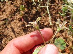 Pelargonium alchemilloides