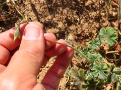 Pelargonium alchemilloides