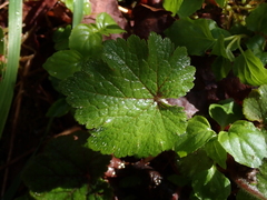 Tellima grandiflora