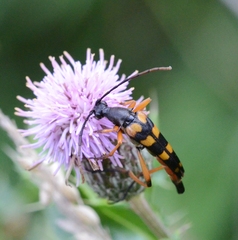 Strangalia attenuata