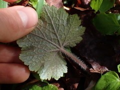 Tellima grandiflora