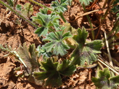 Pelargonium alchemilloides