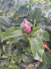 Magnolia × soulangeana