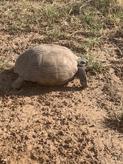 Gopherus berlandieri