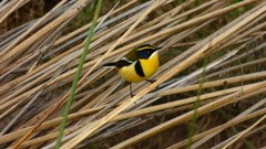 Tachuris rubrigastra