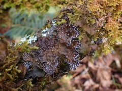 Lobaria anomala