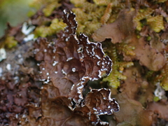 Lobaria anomala