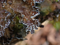 Lobaria anomala