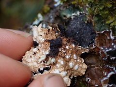 Lobaria anomala