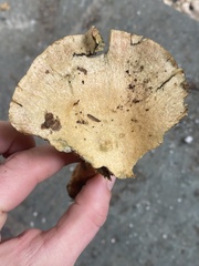 Lactarius rubrilacteus