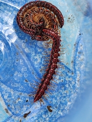 Helicorthomorpha holstii