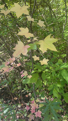 Liquidambar