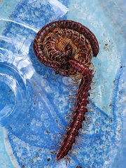 Helicorthomorpha holstii