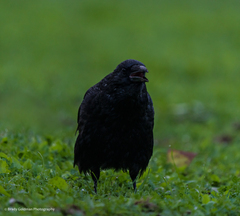 Corvus corone