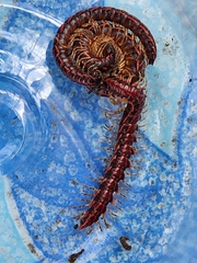 Helicorthomorpha holstii