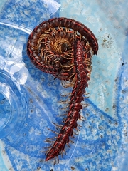 Helicorthomorpha holstii