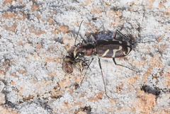 Cicindela tranquebarica kirbyi