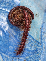 Helicorthomorpha holstii