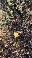 Ursinia discolor