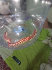 Helicorthomorpha holstii