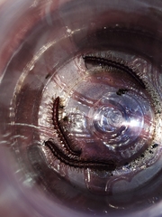 Helicorthomorpha holstii