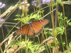 Danaus gilippus