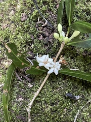 Tricalysia capensis transvaalensis