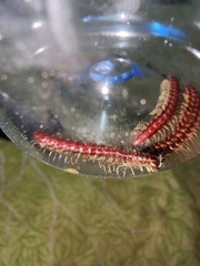 Helicorthomorpha holstii