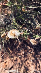 Ursinia discolor