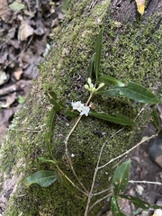 Tricalysia capensis transvaalensis