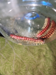 Helicorthomorpha holstii