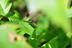 Ichneumon deliratorius