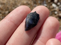 Mytilus galloprovincialis