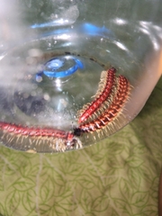 Helicorthomorpha holstii