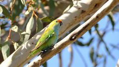 Parvipsitta porphyrocephala