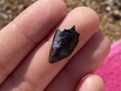 Mytilus galloprovincialis