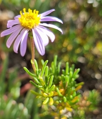 Felicia filifolia
