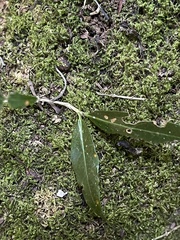 Tricalysia capensis transvaalensis