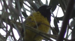 Pheucticus aureoventris