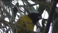 Pheucticus aureoventris