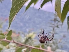 Neoscona nautica